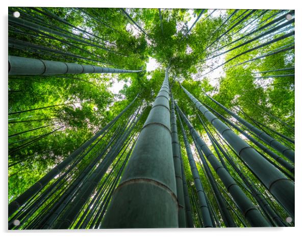 Tall Bamboo trees in an Japanese Forest Acrylic by Erik Lattwein