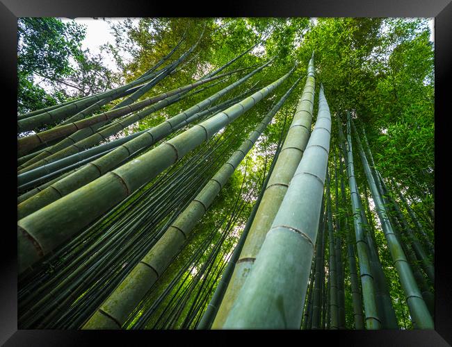 Tall Bamboo trees in an Japanese Forest Framed Print by Erik Lattwein