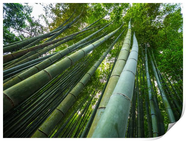 Tall Bamboo trees in an Japanese Forest Print by Erik Lattwein