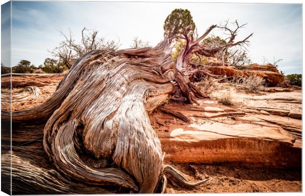 Dry rotten trees in the desert of Utah Canvas Print by Erik Lattwein