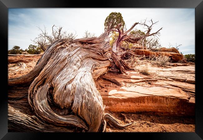 Dry rotten trees in the desert of Utah Framed Print by Erik Lattwein