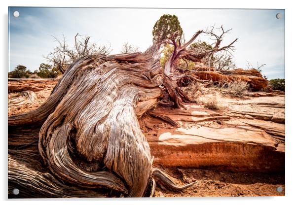Dry rotten trees in the desert of Utah Acrylic by Erik Lattwein