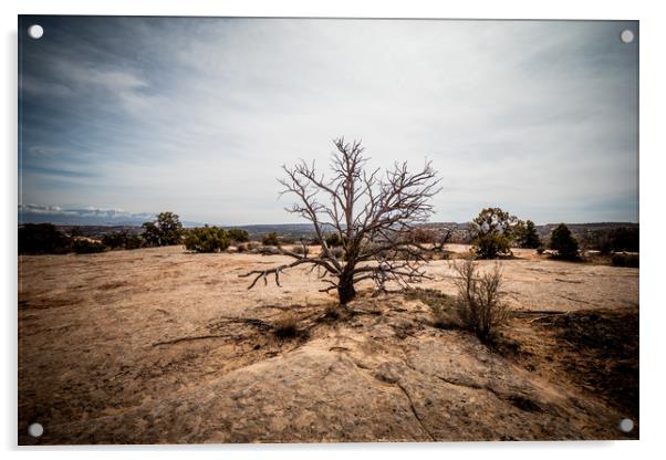 Amazing landscape and vegetation in the desert of  Acrylic by Erik Lattwein