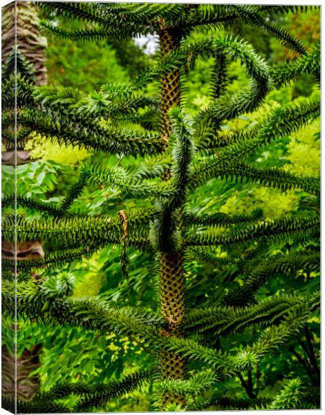 Amazing vegetation in a jungle forest Canvas Print by Erik Lattwein