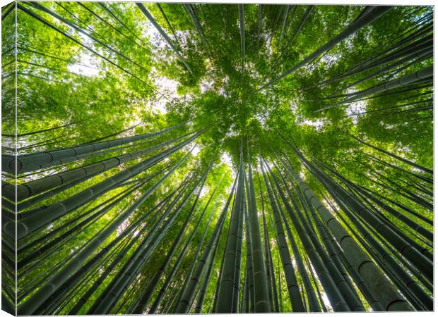 Bamboo Forest in Japan - a wonderful place for rec Canvas Print by Erik Lattwein