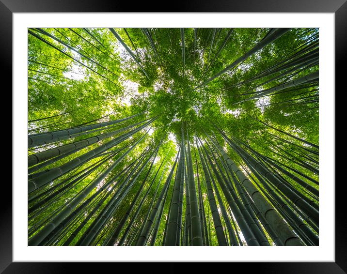 Bamboo Forest in Japan - a wonderful place for rec Framed Mounted Print by Erik Lattwein