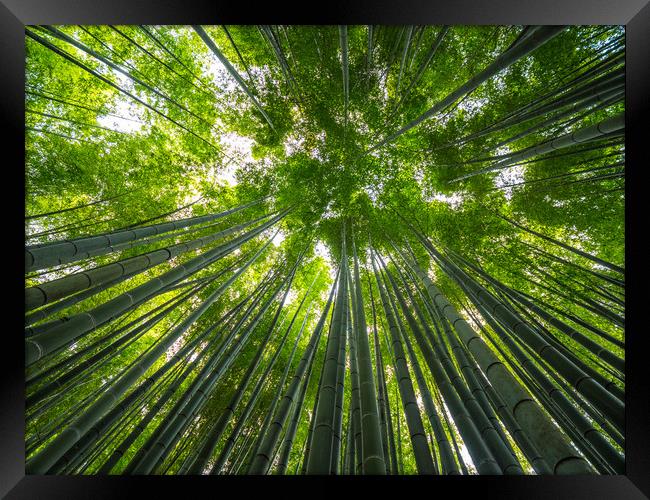 Bamboo Forest in Japan - a wonderful place for rec Framed Print by Erik Lattwein