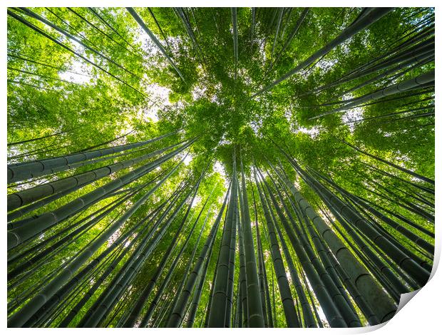 Bamboo Forest in Japan - a wonderful place for rec Print by Erik Lattwein