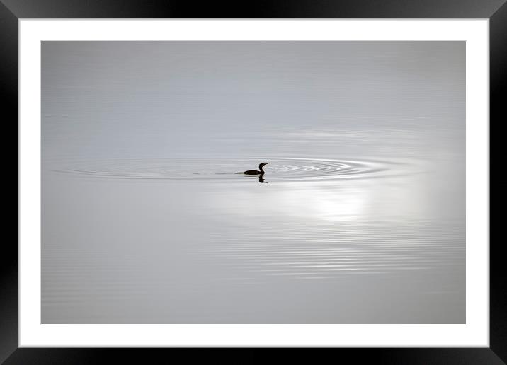 Shag Fishing on Loch Fyne Framed Mounted Print by Rich Fotografi 
