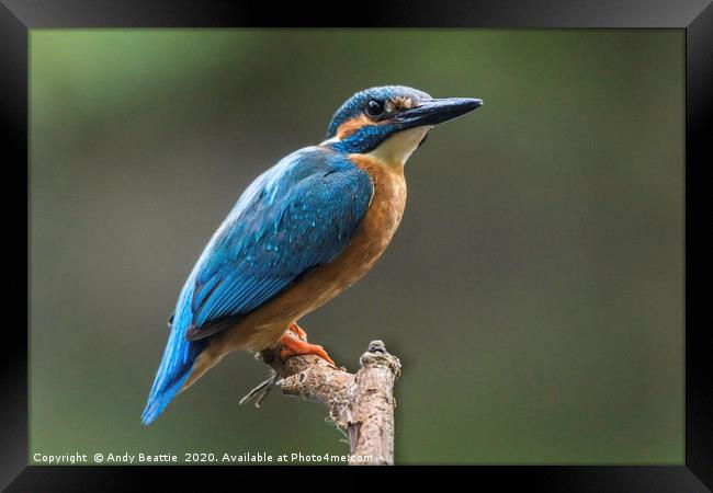 Eurasian Kingfisher Framed Print by Andy Beattie