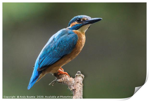Eurasian Kingfisher Print by Andy Beattie