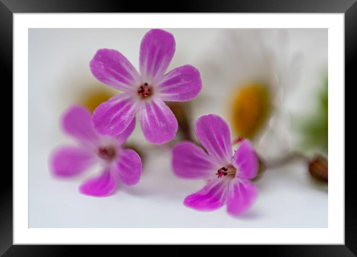 Pretty in Pink Framed Mounted Print by Kevin Snelling