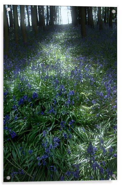 Bluebell Light Acrylic by Ann Garrett