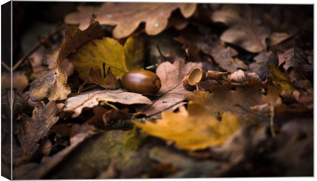 From Little Acorns Canvas Print by John Malley