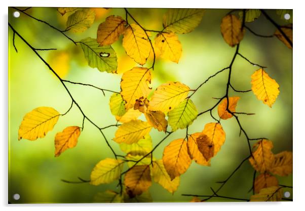 The Turn of Autumn Acrylic by John Malley