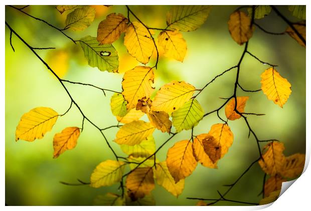 The Turn of Autumn Print by John Malley