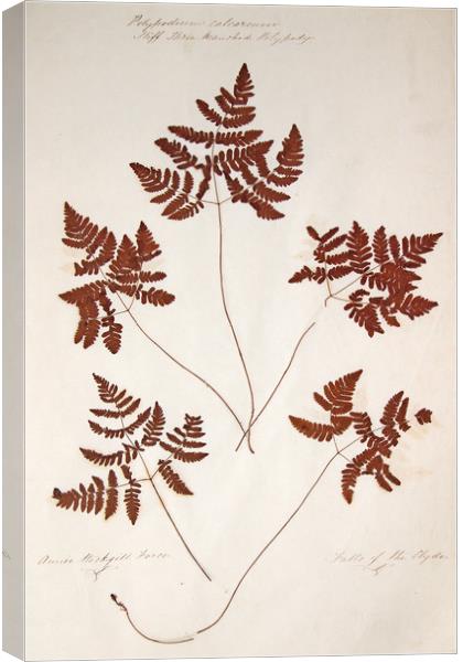 Polypodium calcareum, stiff three branched polypod Canvas Print by Gavin Wilson