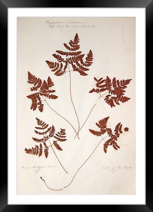 Polypodium calcareum, stiff three branched polypod Framed Mounted Print by Gavin Wilson