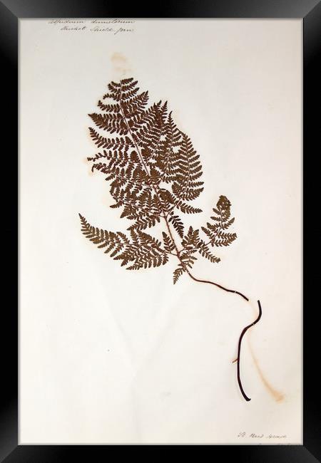 Herbarium - Original Victorian plant specimen Framed Print by Gavin Wilson