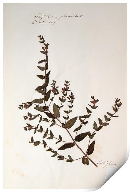 Herbarium - Original Victorian plant specimen Print by Gavin Wilson