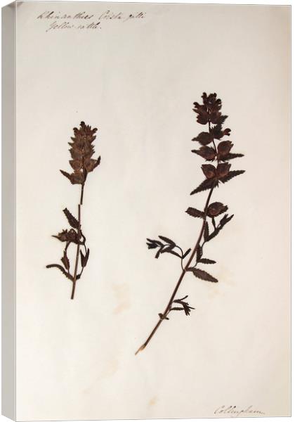 Herbarium - Original Victorian plant specimen Canvas Print by Gavin Wilson