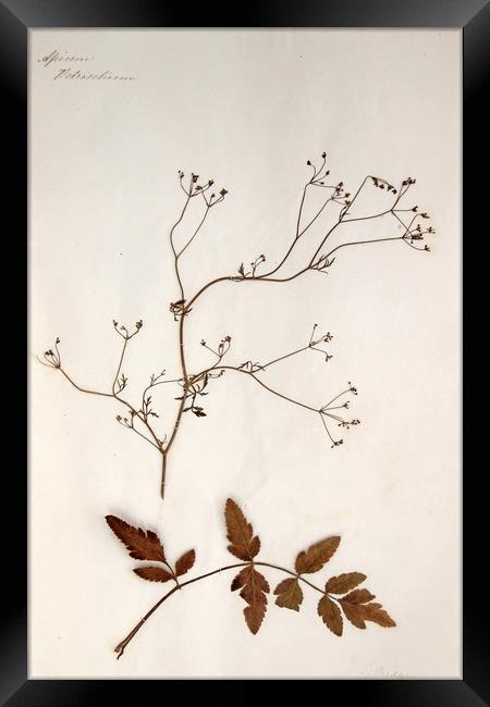 Herbarium - Original Victorian plant specimen Framed Print by Gavin Wilson