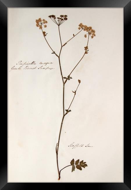 Herbarium - Original Victorian plant specimen Framed Print by Gavin Wilson