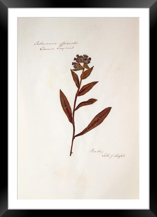 Herbarium - Original Victorian plant specimen Framed Mounted Print by Gavin Wilson