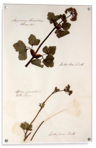 Herbarium - Original Victorian plant specimen Acrylic by Gavin Wilson