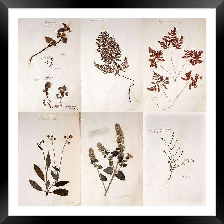 Herbarium - Original Victorian plant specimen coll Framed Mounted Print by Gavin Wilson