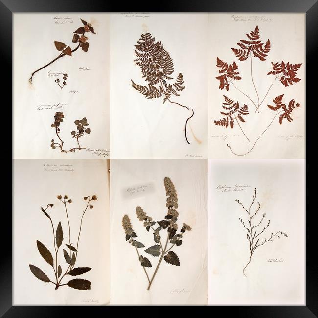 Herbarium - Original Victorian plant specimen coll Framed Print by Gavin Wilson
