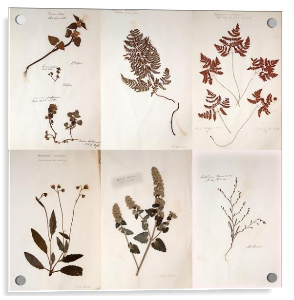 Herbarium - Original Victorian plant specimen coll Acrylic by Gavin Wilson