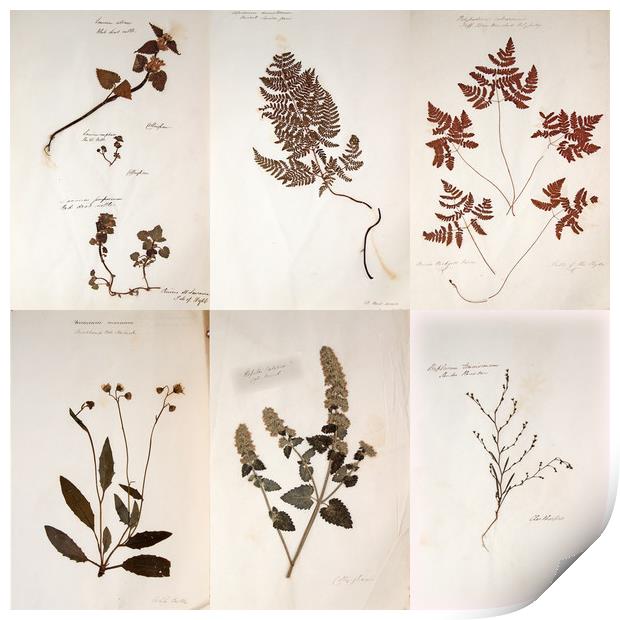 Herbarium - Original Victorian plant specimen coll Print by Gavin Wilson