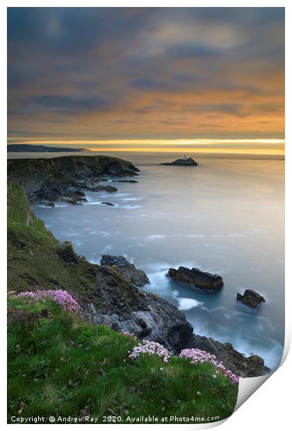 Thrift on the cliff top (Godrevy) Print by Andrew Ray