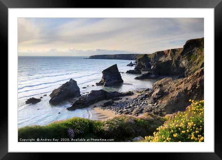 Thift and Kidney Vetch above Bedruthan Steps Framed Mounted Print by Andrew Ray