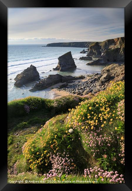 Spring flowers above Bedruthan Beach Framed Print by Andrew Ray