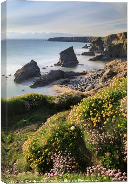 Sping flora above Bedruthan Beach Canvas Print by Andrew Ray