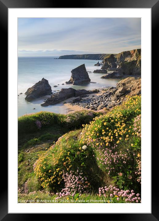 Sping flora above Bedruthan Beach Framed Mounted Print by Andrew Ray