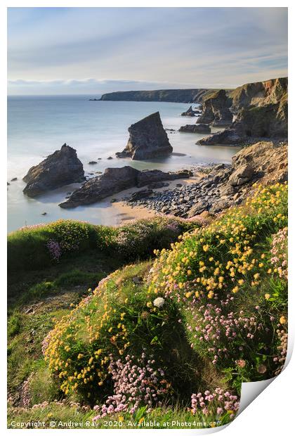 Sping flora above Bedruthan Beach Print by Andrew Ray