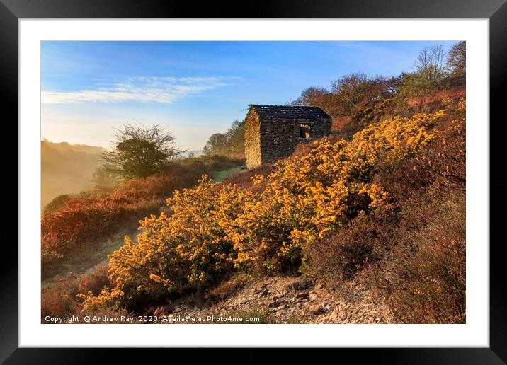 Gorse and barn (Carnon Valley) Framed Mounted Print by Andrew Ray