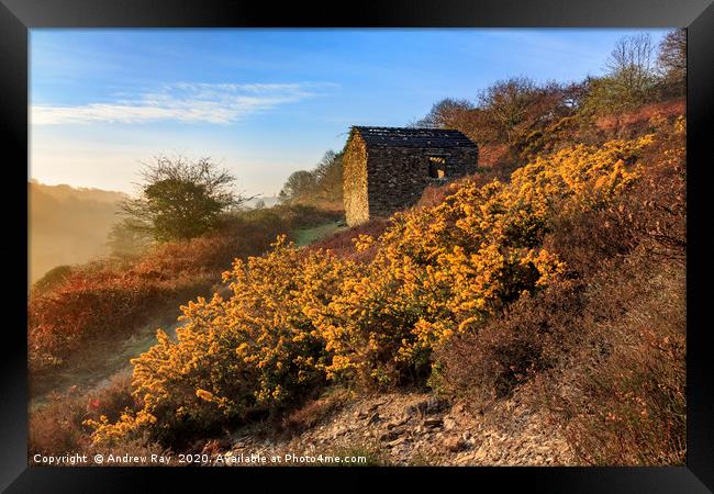 Gorse and barn (Carnon Valley) Framed Print by Andrew Ray