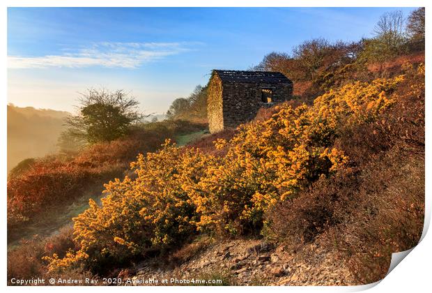 Gorse and barn (Carnon Valley) Print by Andrew Ray