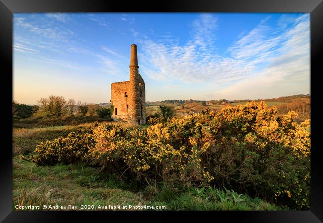 Gorse at Wheal Unity Wood Mines Framed Print by Andrew Ray