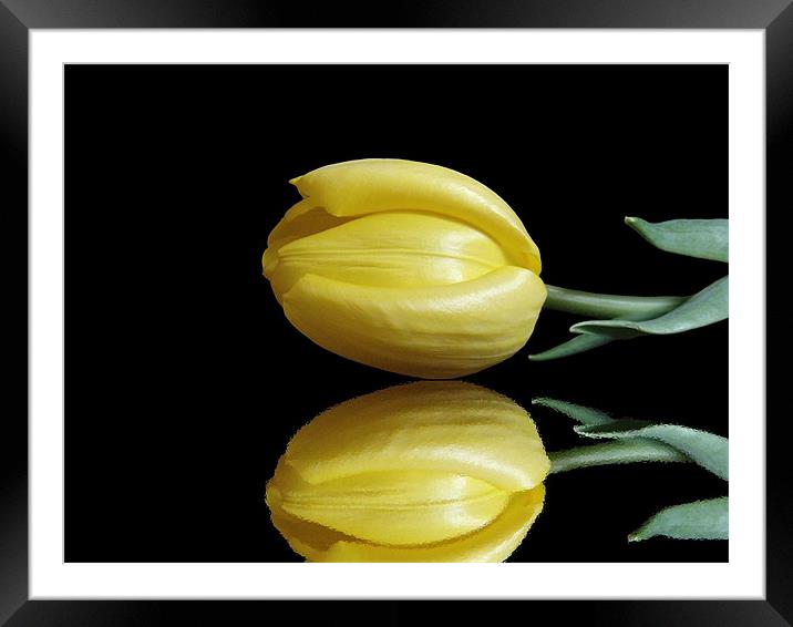 Mirrored Tulip Framed Mounted Print by Sarah Couzens