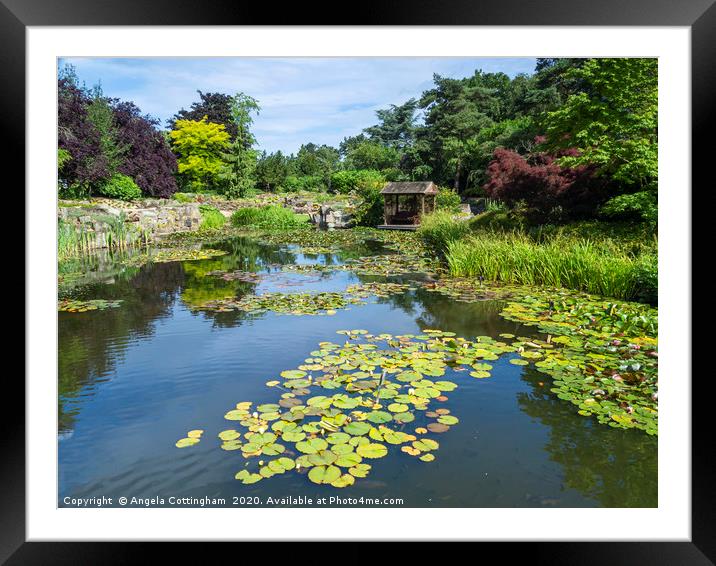 Lily Pond Framed Mounted Print by Angela Cottingham