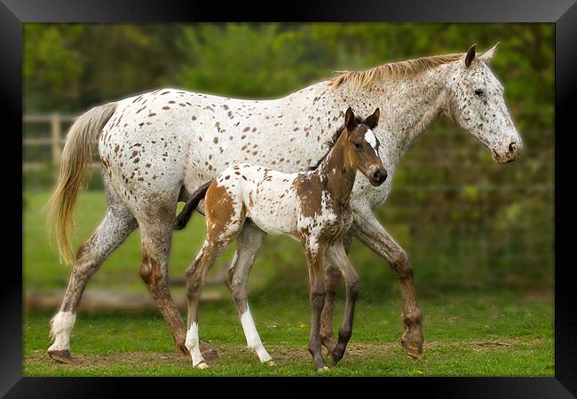 Mother and Baby Appaloosa Framed Print by Gill Allcock