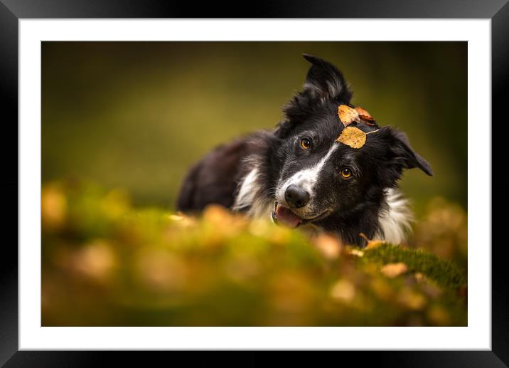 Putting up with Autumn Framed Mounted Print by John Malley
