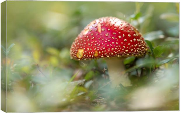 The Fly Agaric Canvas Print by John Malley