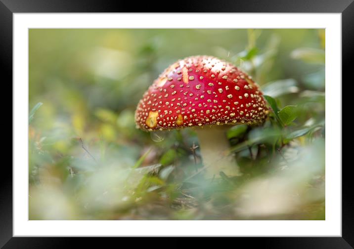 The Fly Agaric Framed Mounted Print by John Malley