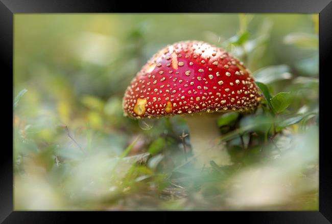 The Fly Agaric Framed Print by John Malley